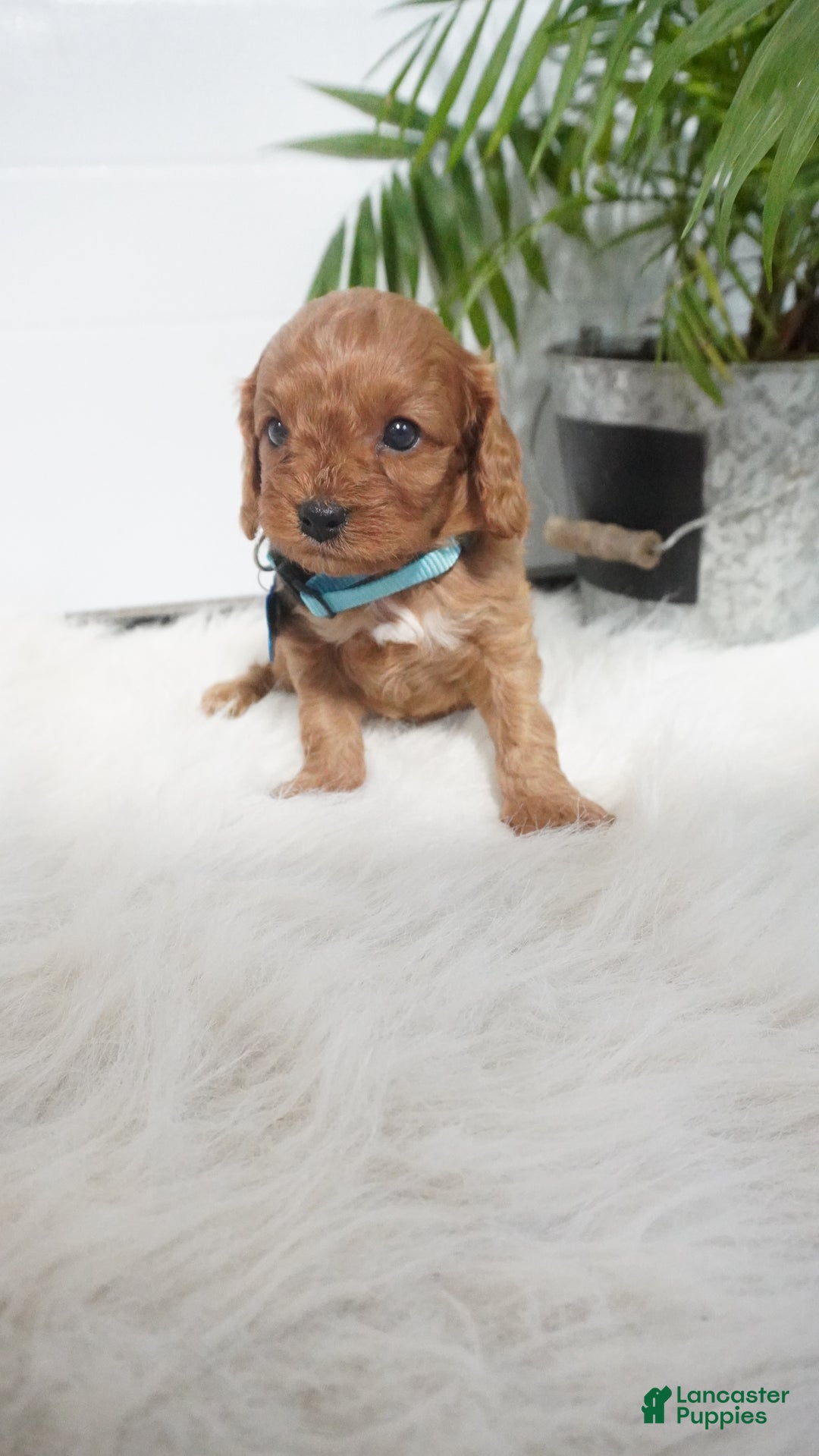 Cavapoo dogs for sale: Brody - Ad 8