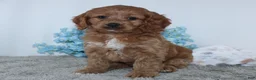 Cockapoo dogs for sale: Kameron - Ad 5