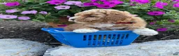 Miniature Poodle dogs for sale: Rose - Ad 3