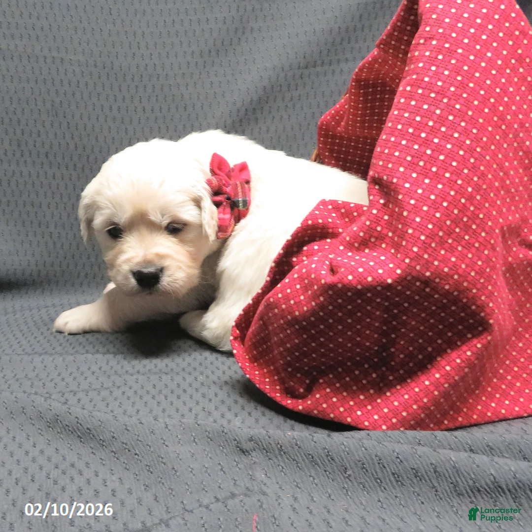 Golden Retriever dogs for sale: Bitsie - Ad 10