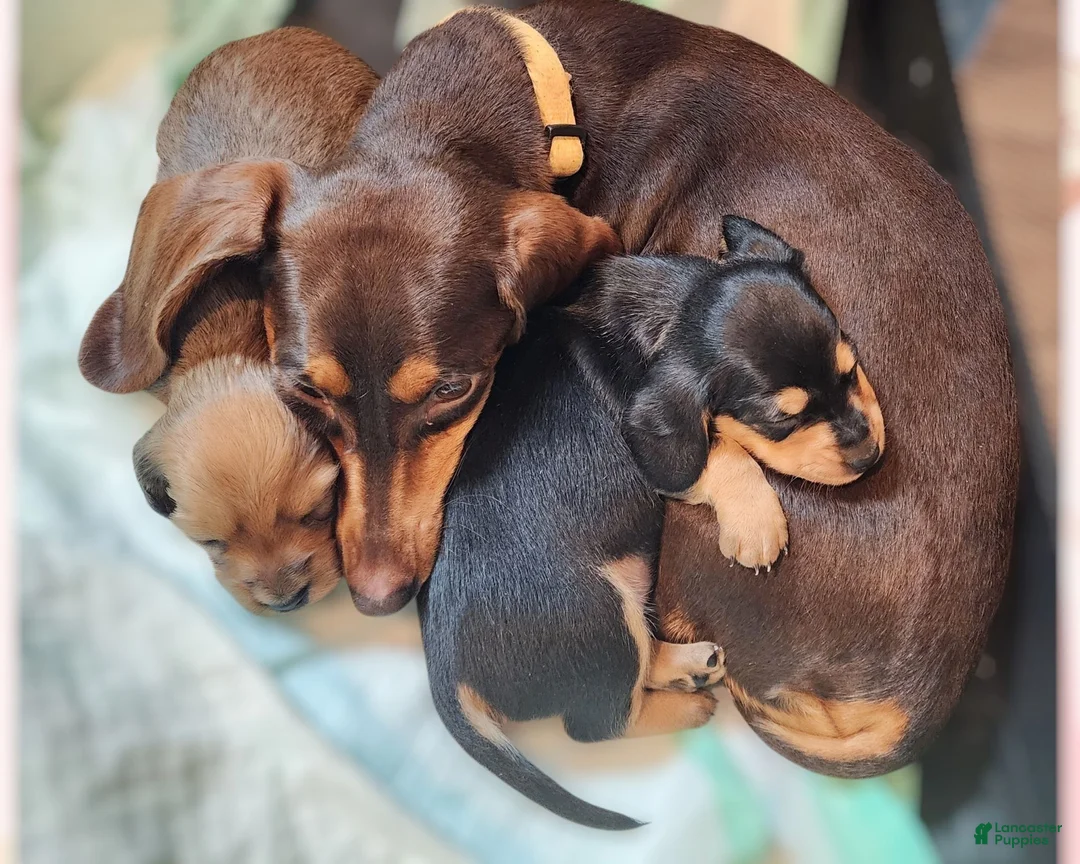 Miniature Dachshund dogs for sale: Sweetheart  - Ad 4