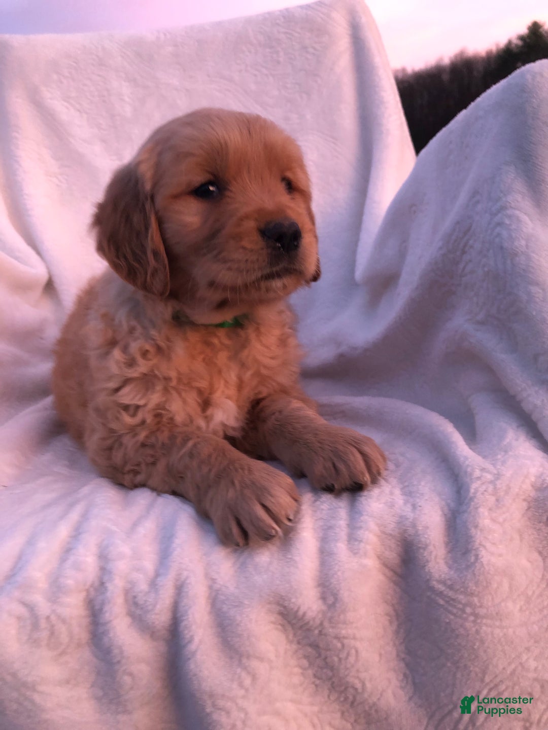 Golden Retriever dogs for sale: Rina - Ad 2