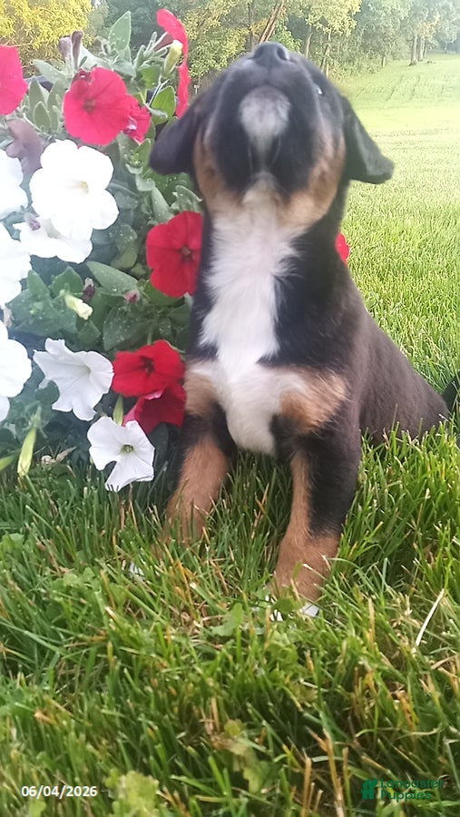 Mixed Breed dogs for sale: Sasha - Ad 5