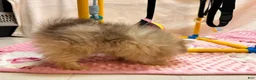 Pomeranian dogs for sale: Poppy - Ad 3
