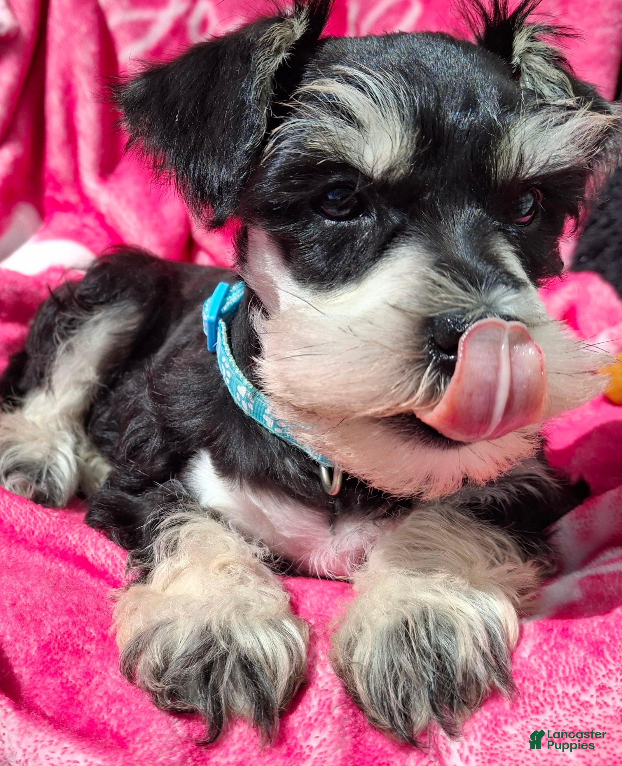 Miniature Schnauzer dogs Ms. MINTY - Ad 11