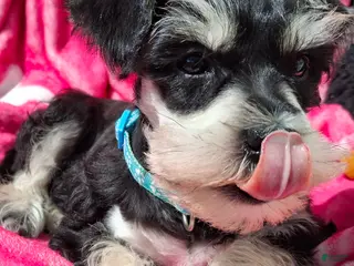 Miniature Schnauzer dogs Ms. MINTY - Ad 11