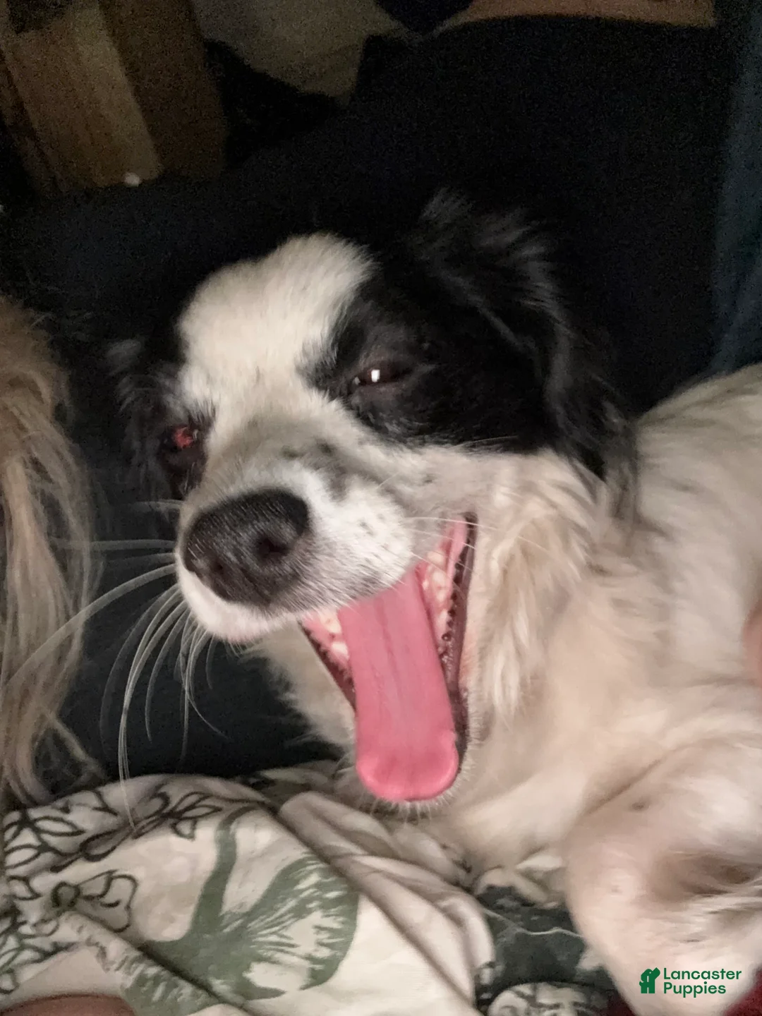 Havapoo dogs for sale:  Puppy 1 - Ad 6