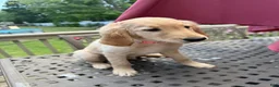 Goldendoodle dogs for sale: Ruth - Ad 4