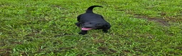 Labrador Retriever dogs for sale: Luna  - Ad 7