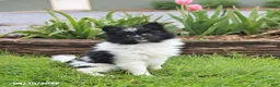Pomeranian dogs for sale: Tinkerbell - Ad 4