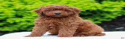 Mini Goldendoodle dogs for sale: Weston  - Ad 2