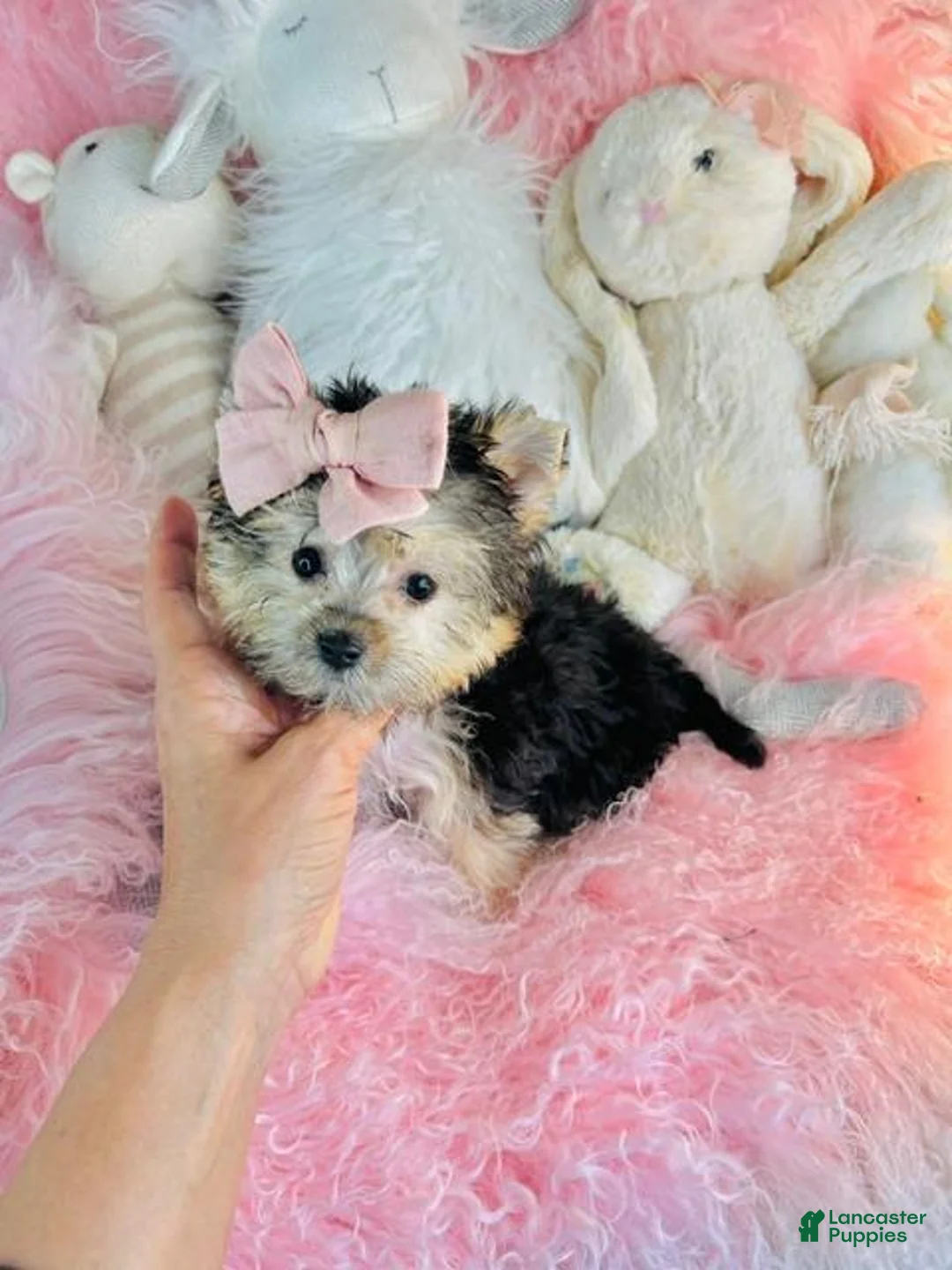Morkie dogs for sale: Morkie 1 - Ad 2