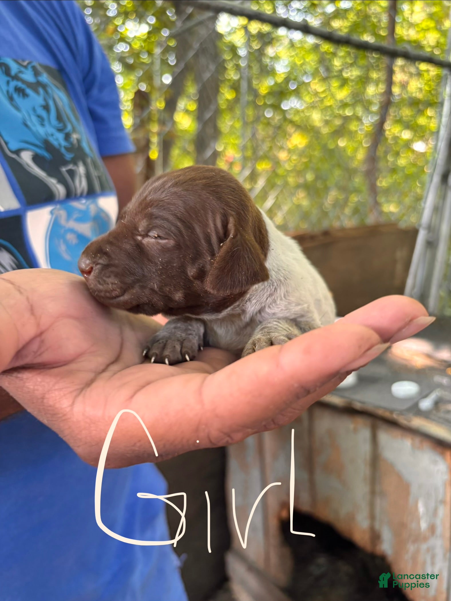 German Shorthaired Pointer dogs German Shorthaired Pointer 5 - Ad 37