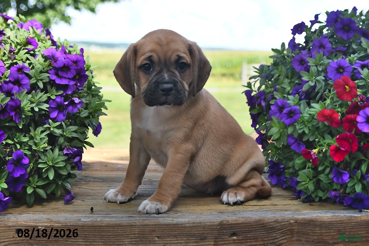 Puggle dogs Sadie - Ad 1