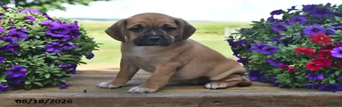 Sadie