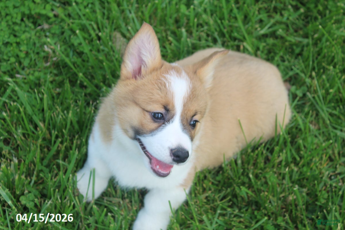 Welsh Corgi Pembroke dogs Brad - Ad 2