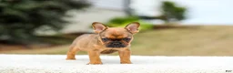 French Bulldog dogs for sale: Nico - Ad 6