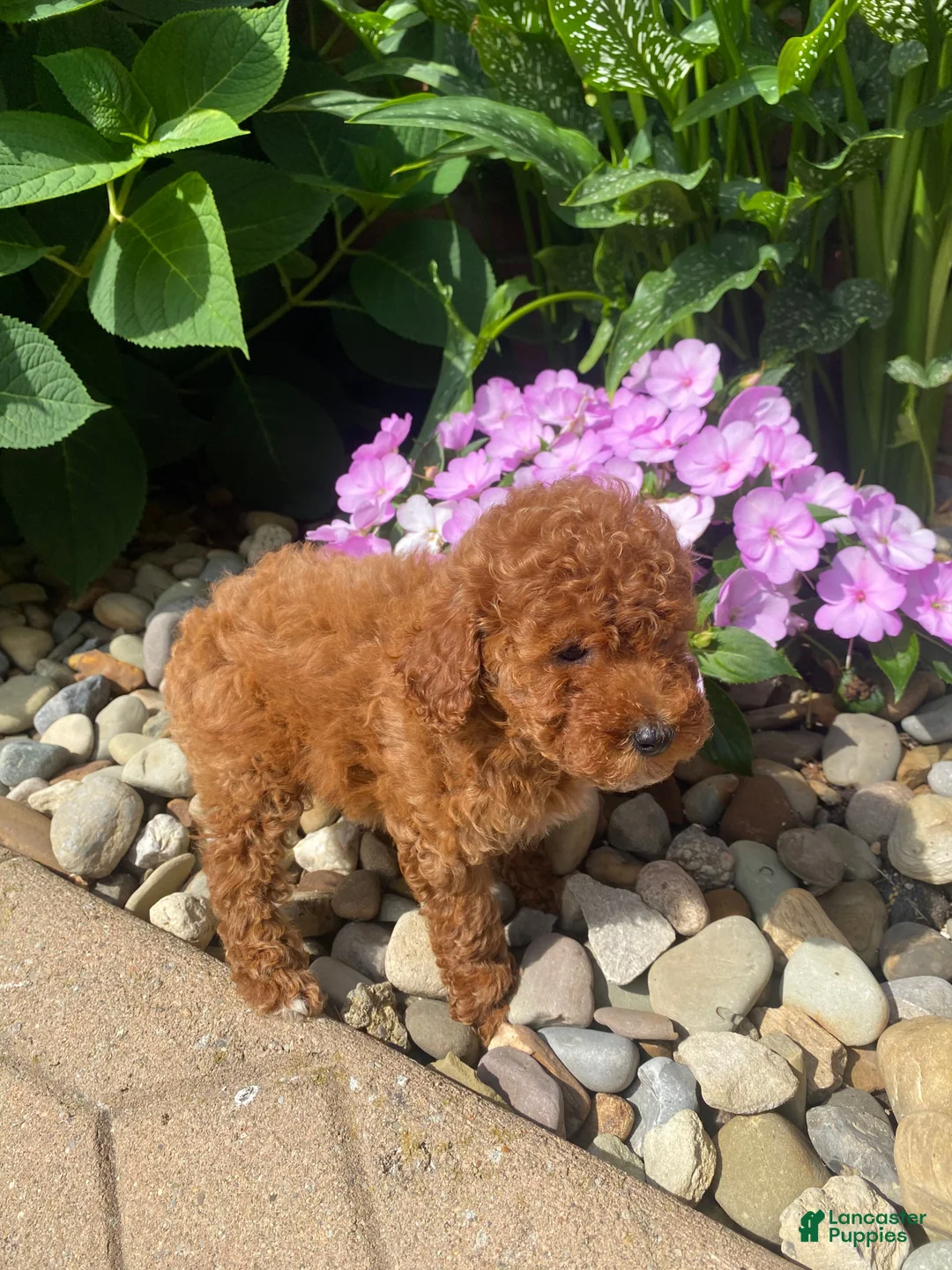 Miniature Poodle dogs for sale: Fran - Ad 9