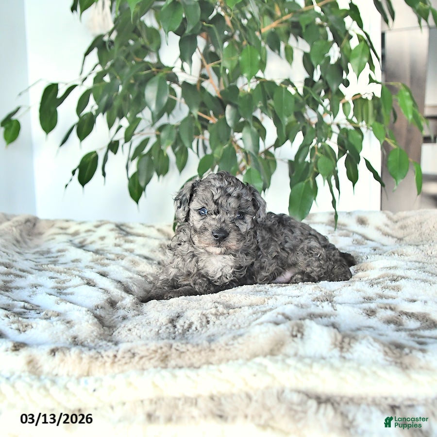 Miniature Poodle dogs Scout - Ad 2