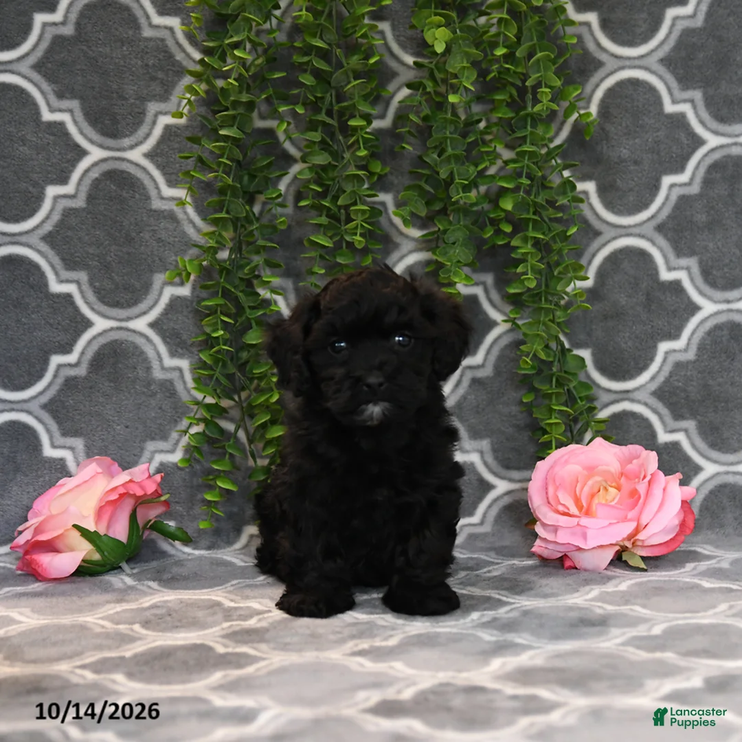 Havapoo dogs for sale: Beth - Ad 1