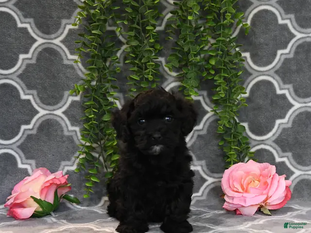 Havapoo dogs for sale: Beth - Ad 1