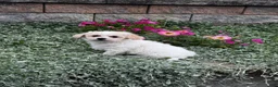 Teddy Bear dogs for sale: Joey - Ad 3