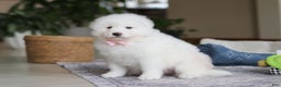Samoyed dogs for sale: Fern - Ad 2