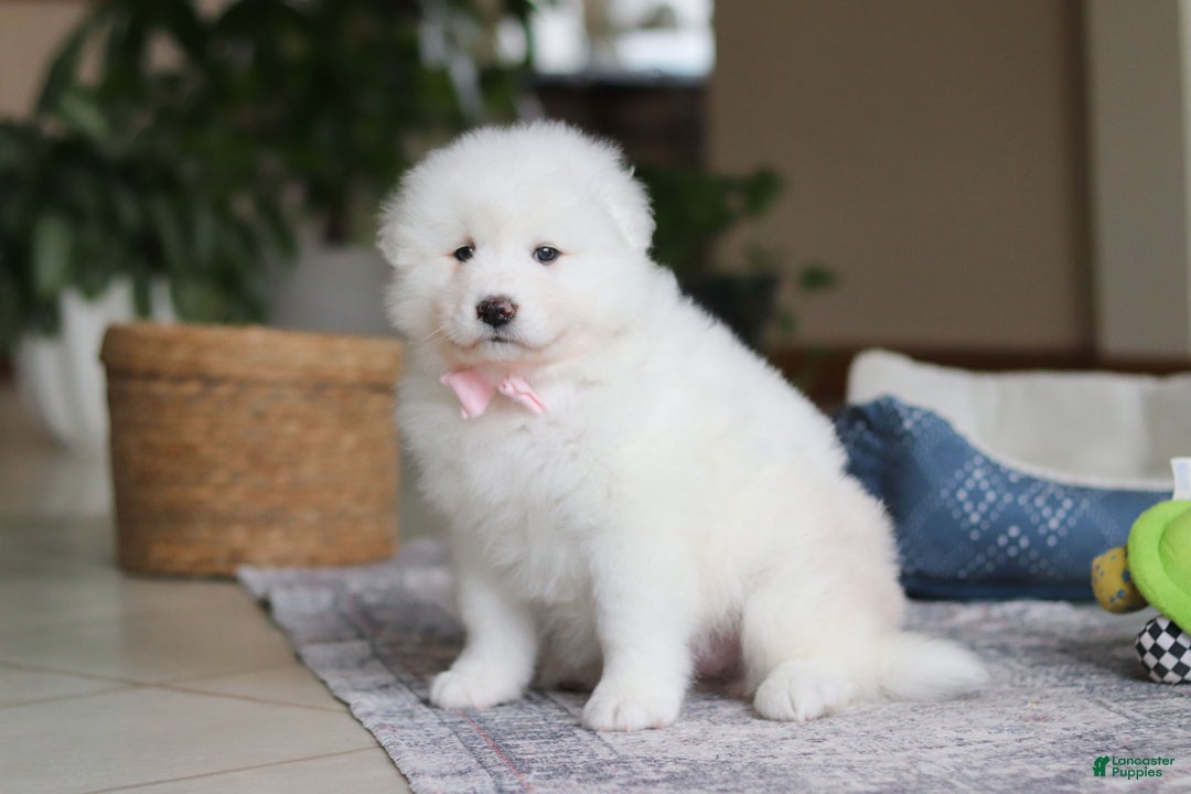 Samoyed dogs for sale: Fern - Ad 2