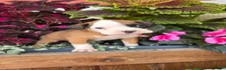 Boxer dogs for sale: Lilly - Ad 1