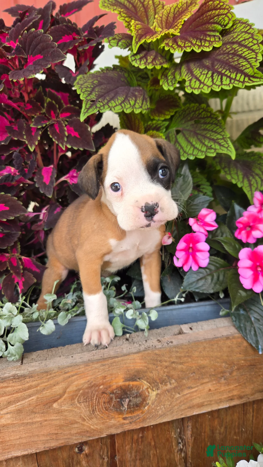 Boxer dogs for sale: Lilly - Ad 1