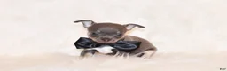 Chihuahua dogs for sale: Wendall - Ad 5