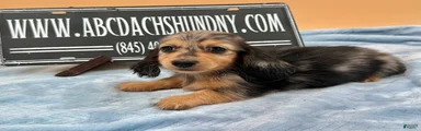Miniature Dachshund Puppy 2