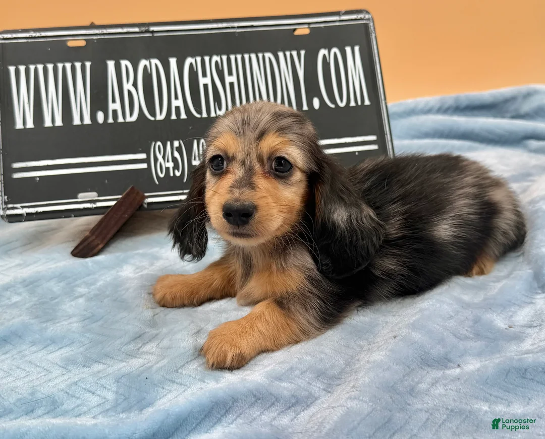 Miniature Dachshund dogs for sale: Miniature Dachshund Puppy 2 - Ad 1