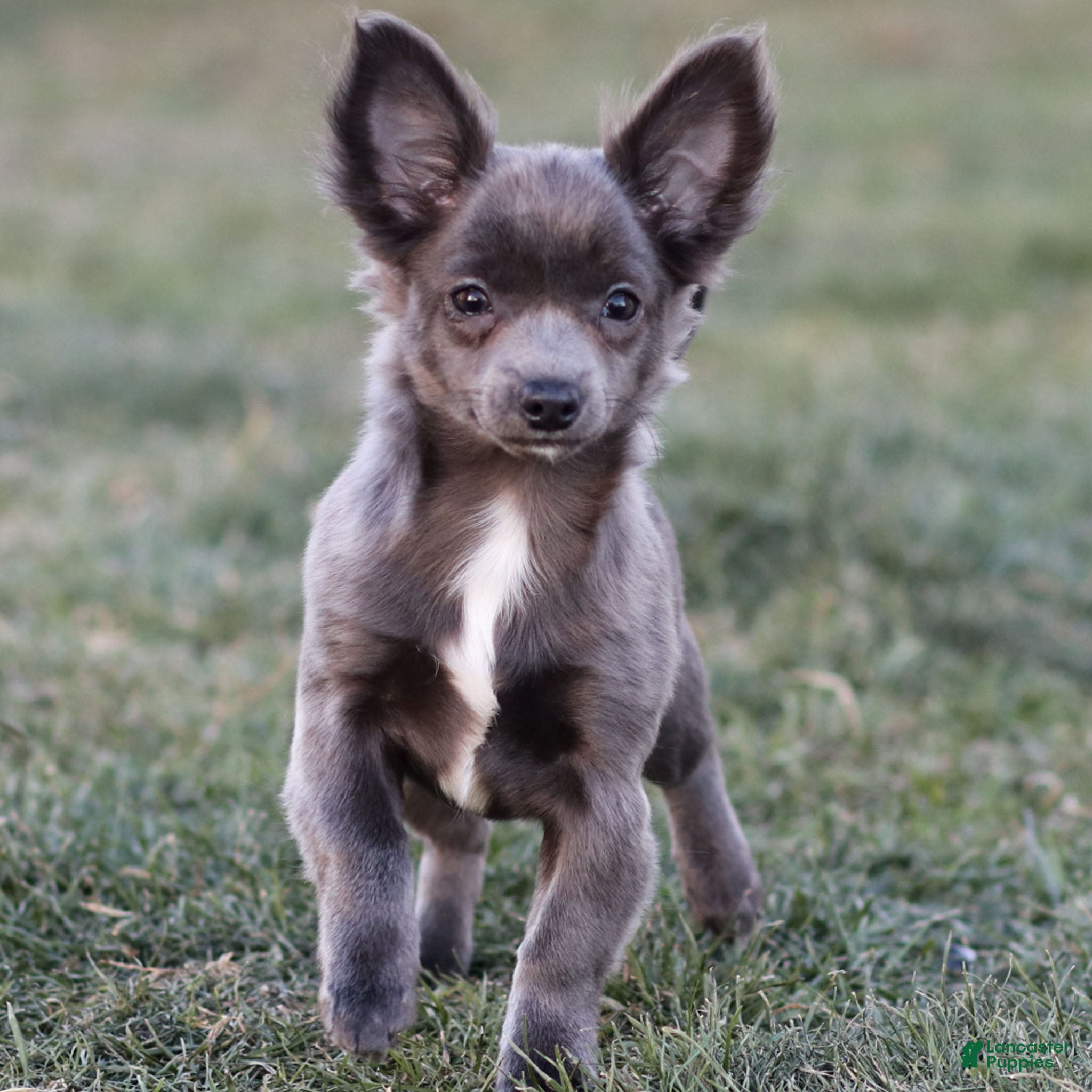 Chihuahua dogs Penny - Ad 21