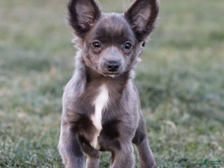 Chihuahua dogs Penny - Ad 21