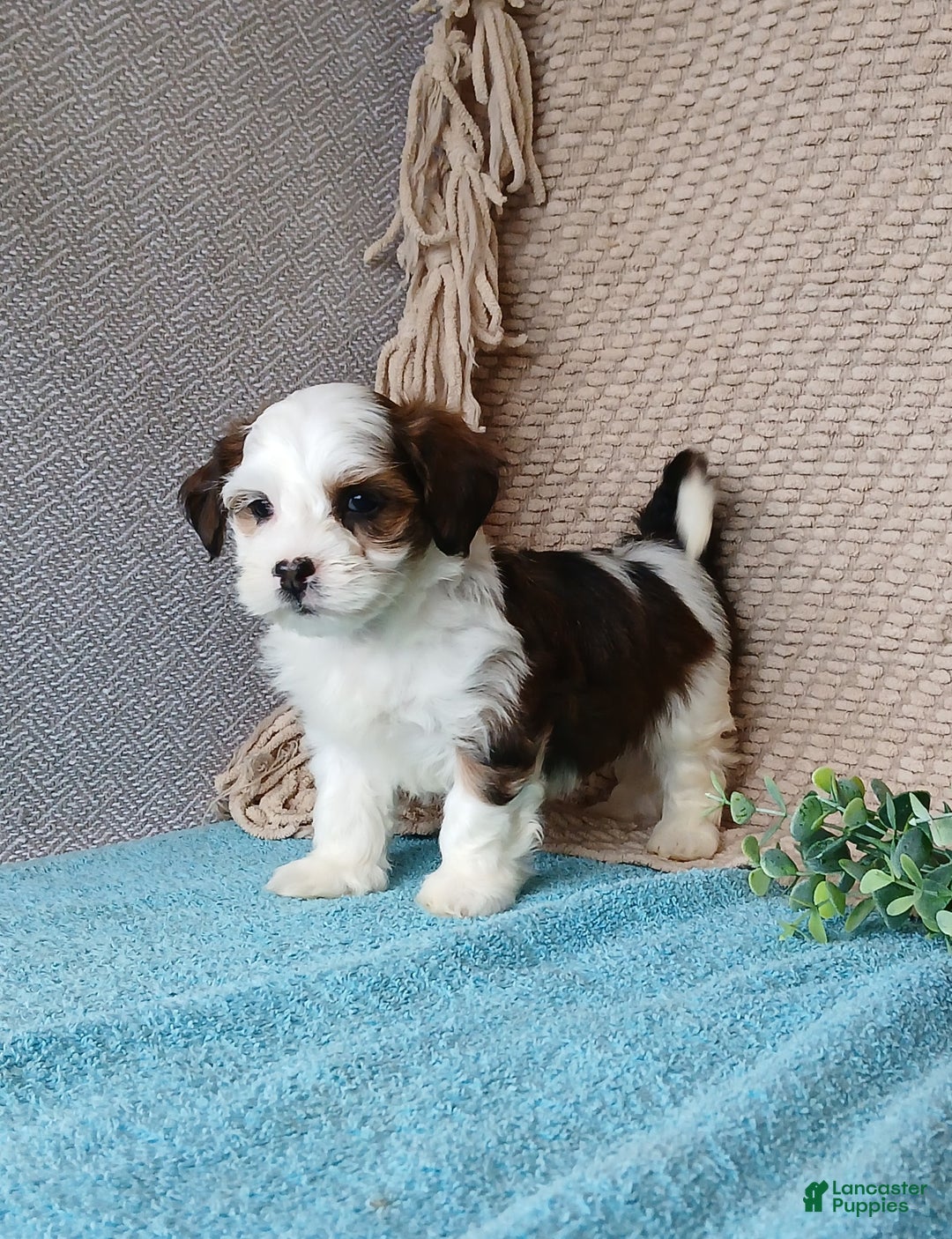 Havanese dogs for sale: Parker  - Ad 2