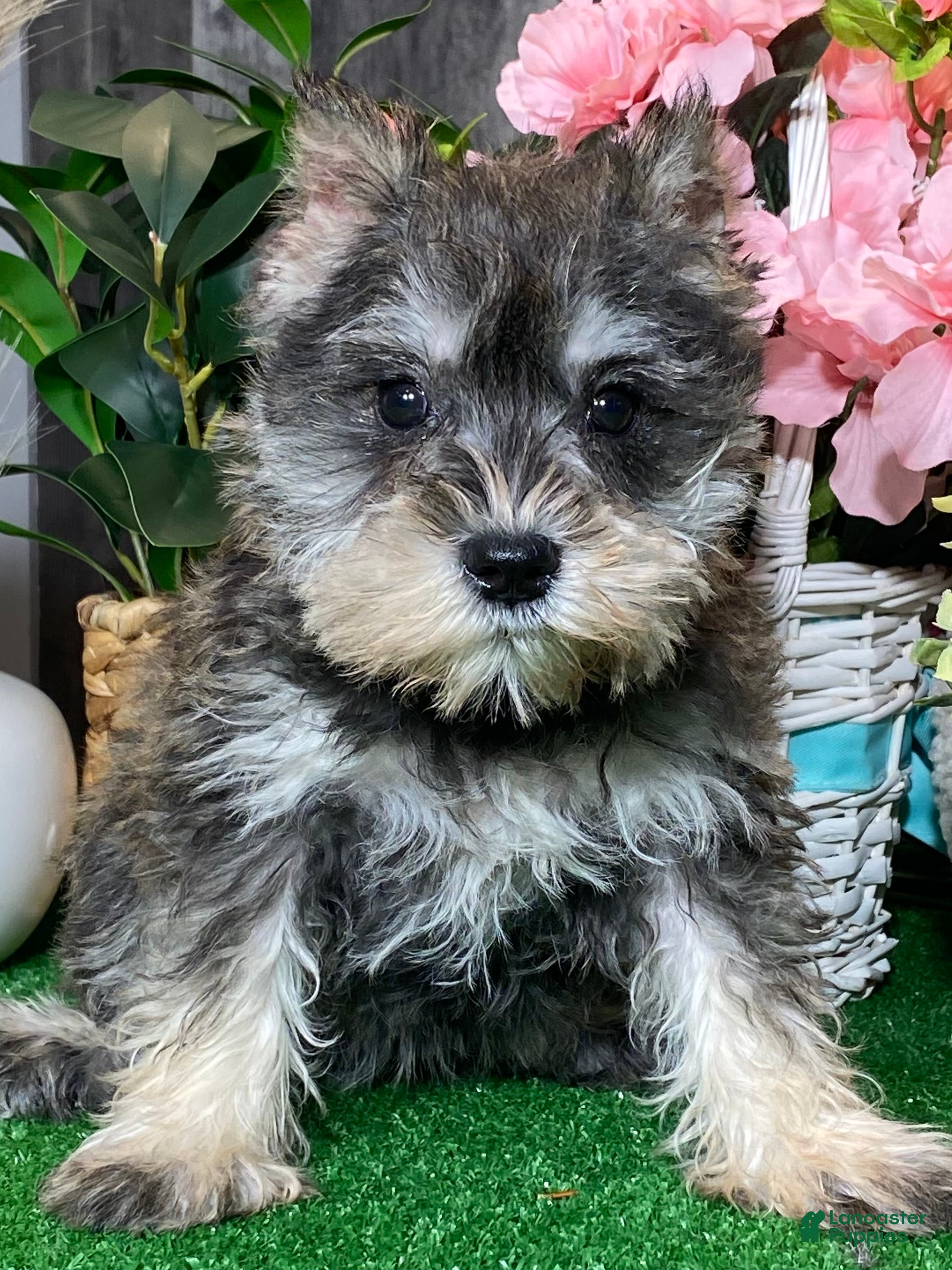 Miniature Schnauzer dogs Kenzie - Ad 30