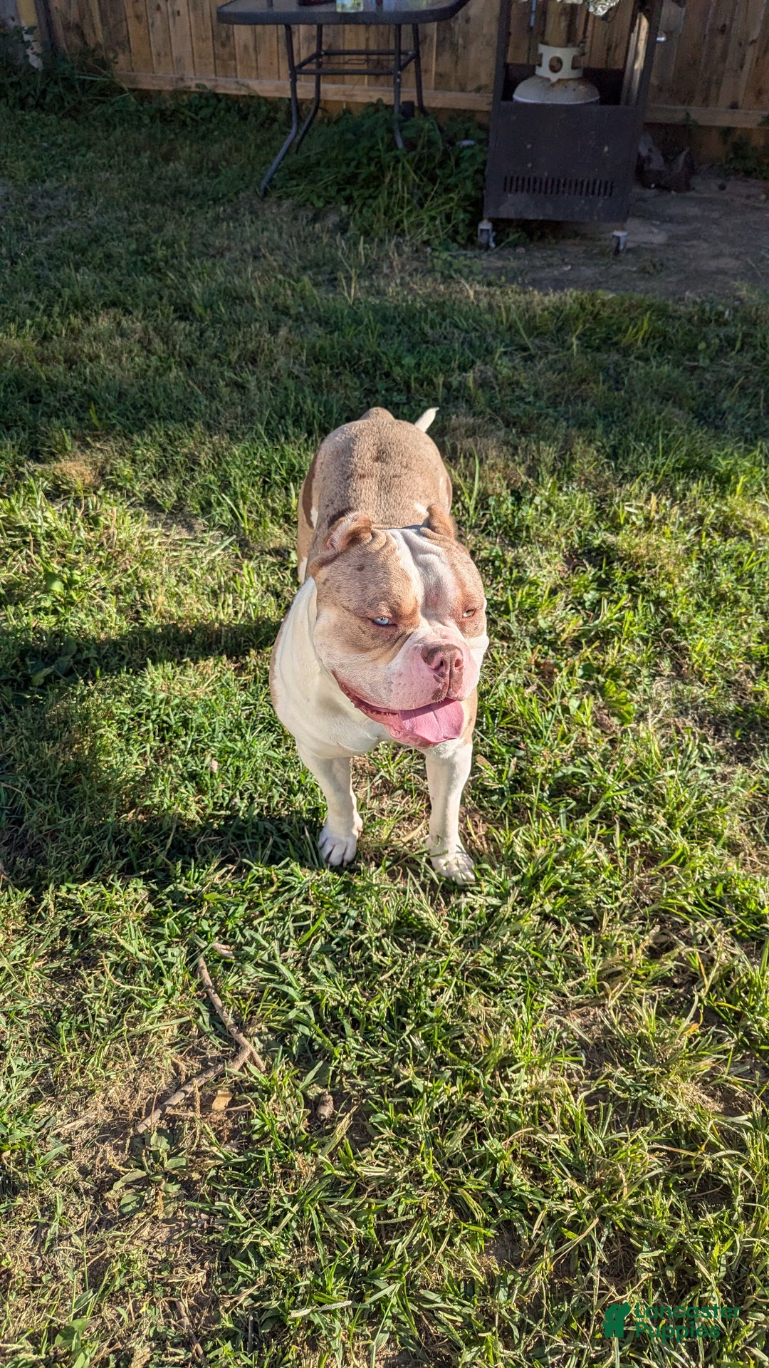 American Bully dogs for sale: American Bully Puppy 8 - Ad 4