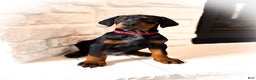 Doberman Pinscher dogs for sale: Bishop (Euro) - Ad 2