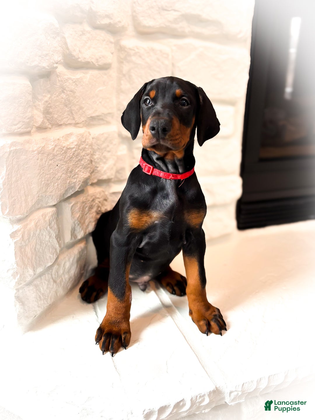 Doberman Pinscher dogs for sale: Bishop (Euro) - Ad 2