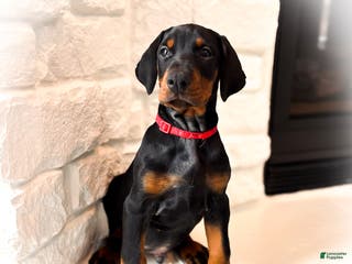 Doberman Pinscher dogs Bishop (Euro) - Ad 33