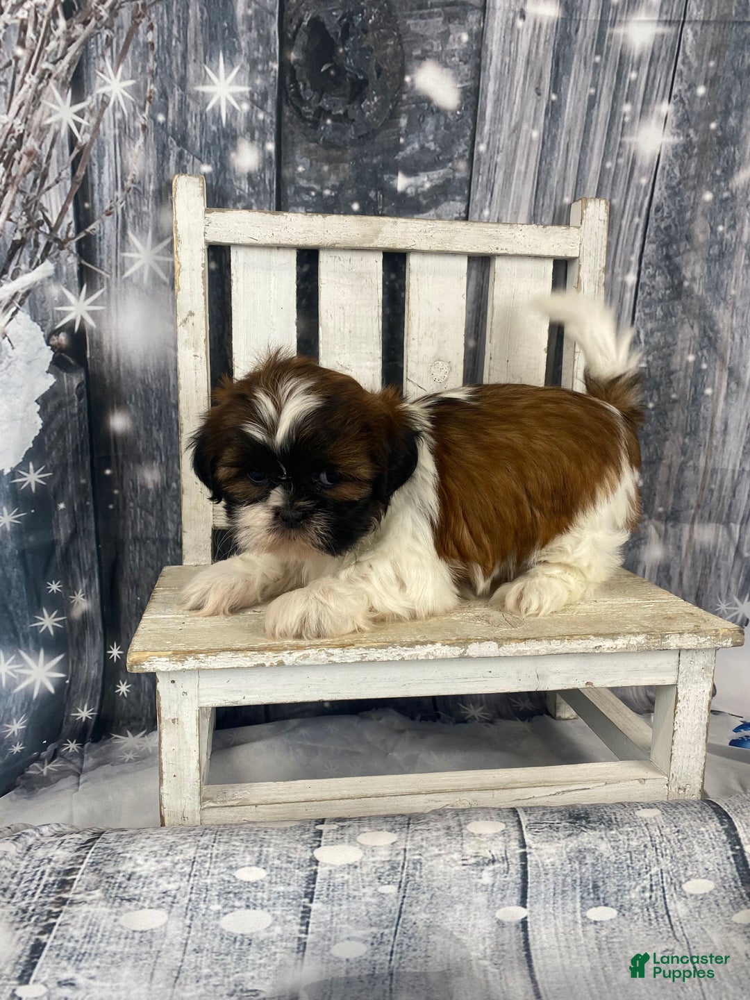 Shih Tzu dogs for sale: Pearl - Ad 8