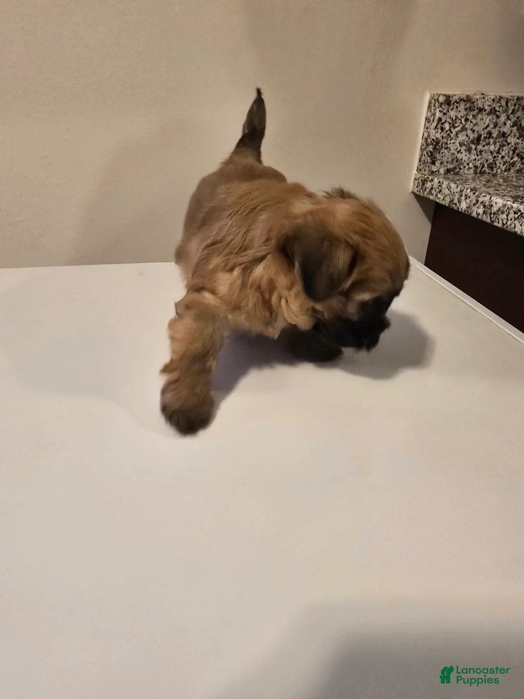 Morkie dogs for sale: PIPPI - Ad 2