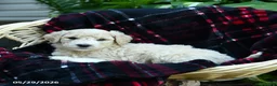 Goldendoodle dogs for sale: Mountain - Ad 3