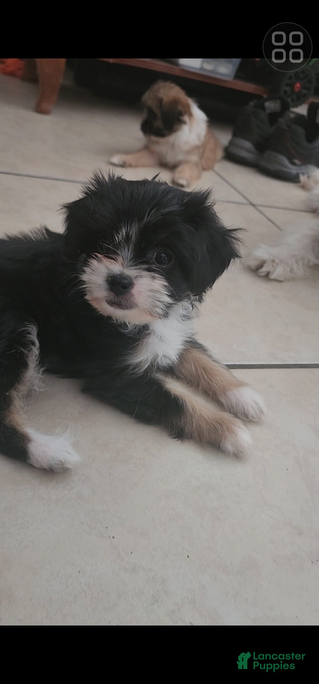 Shihpoo dogs Shihpoo 3 - Ad 4