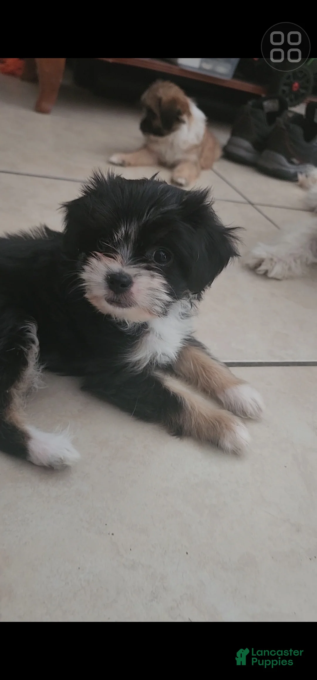 Shihpoo dogs for sale: Shihpoo 3 - Ad 1