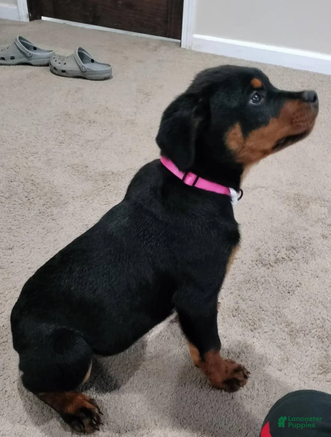Rottweiler dogs for sale: Dragon - Ad 6