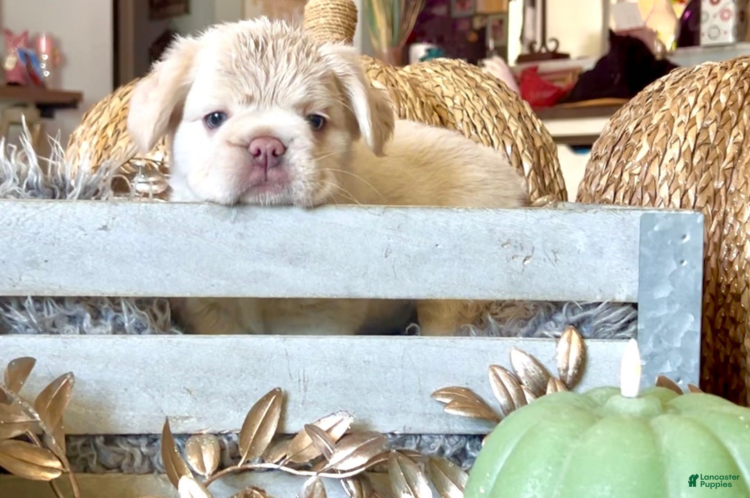 French Bulldog dogs for sale: Boo - Ad 7