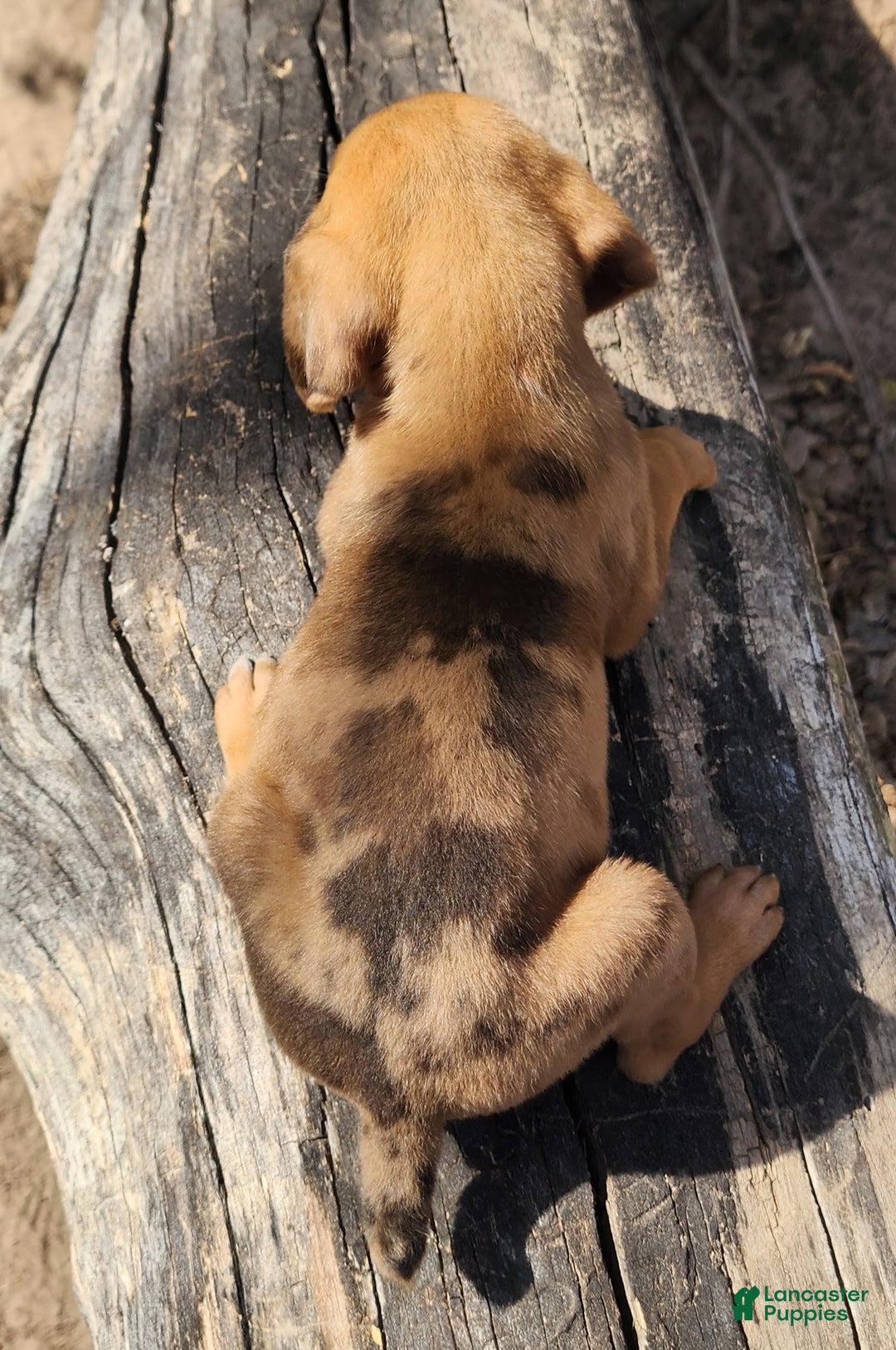 Catahoula Leopard Dog dogs for sale: Houdini 2025 Female 2 - Ad 7