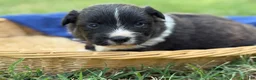 Mixed Breed dogs for sale: Black collar boy  - Ad 2